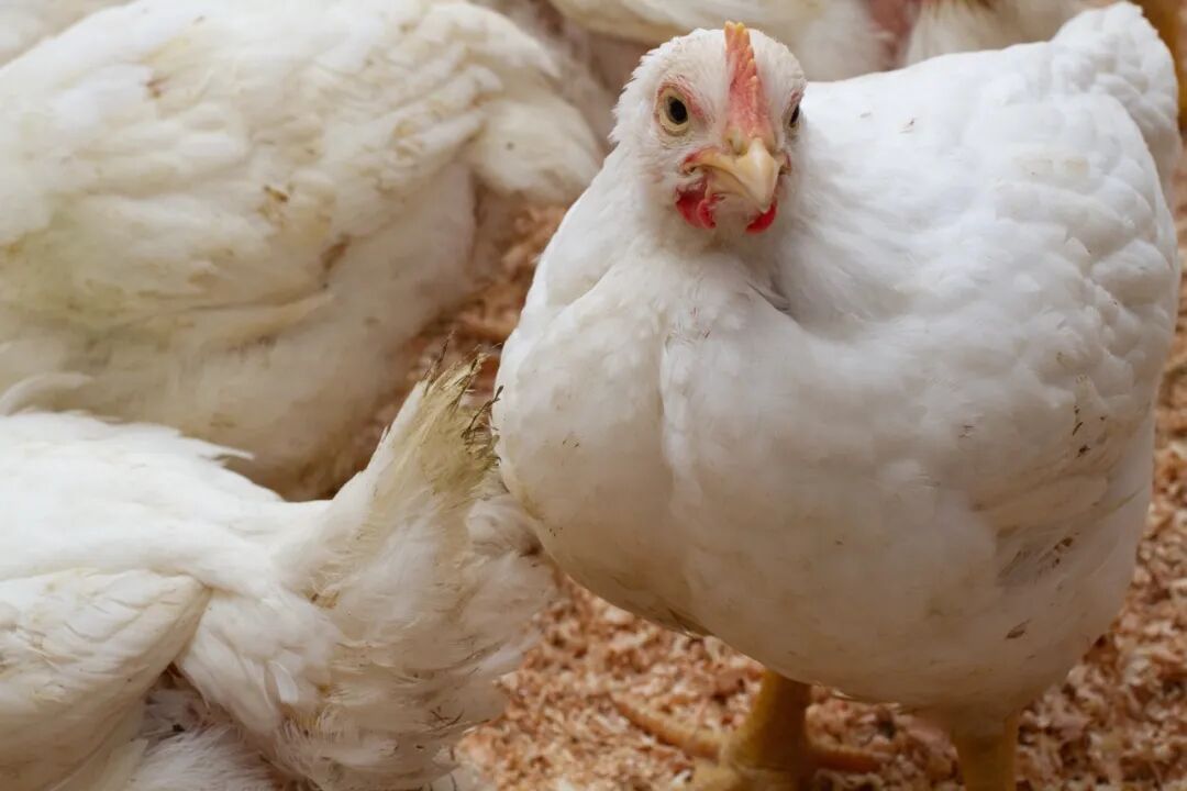 超市里20元一只的烤雞,為何這么便宜?安全嗎?