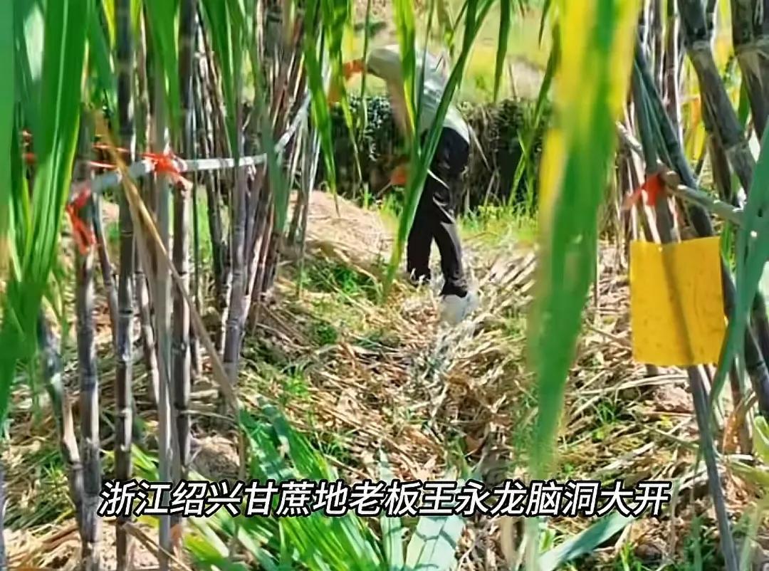 紹興老板“自助偷甘蔗”爆火:18元體驗童年刺激,網友玩出花!